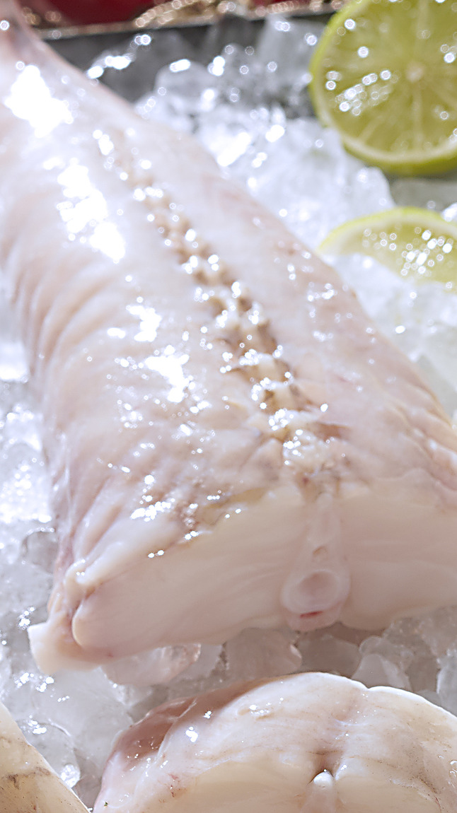 Coda_di_rana_pescatrice_oceani_detail_60114 Coda_di_rana_pescatrice_oceani_detail_60114