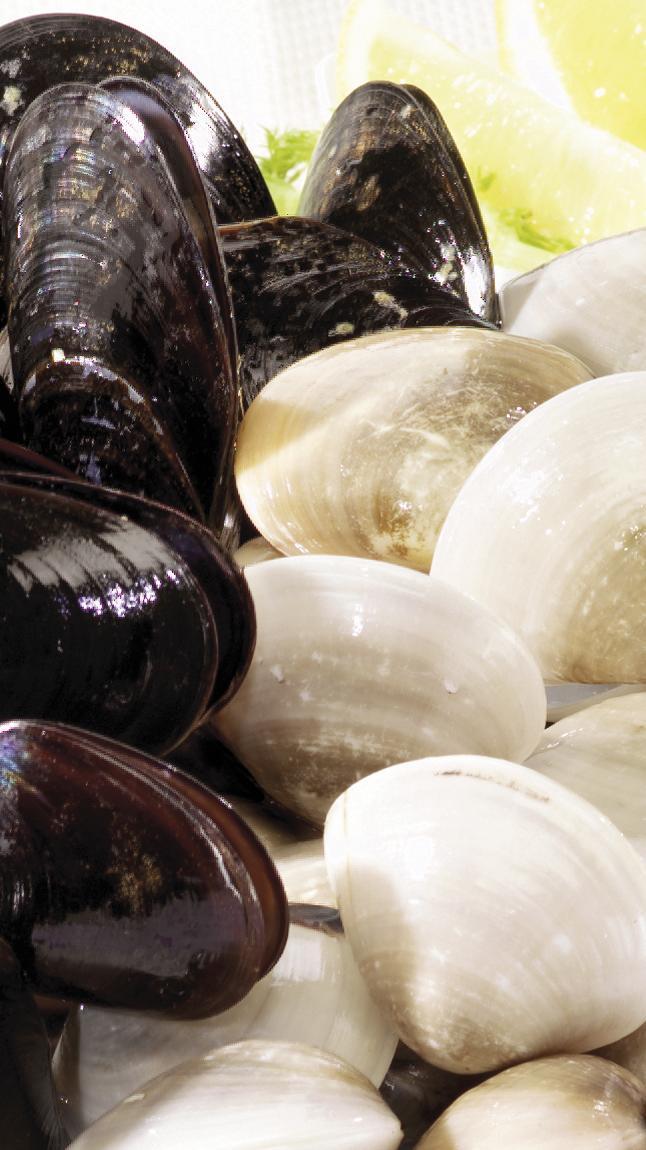 Misto_cozze_e_vongole_detail_14787 Misto_cozze_e_vongole_detail_14787
